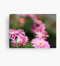 Pink Canvas Print