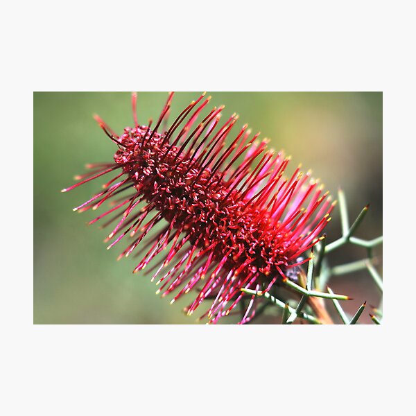 Item preview, Grevillea paradoxa designed and sold by andrachne.