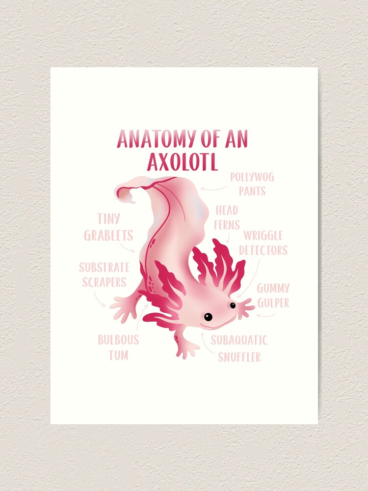 Cute Anatomy Of An Axolotl Art Print By Surgicaldesign Redbubble