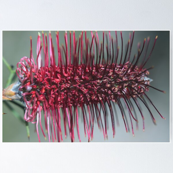 Item preview, Grevillea paradoxa  designed and sold by andrachne.