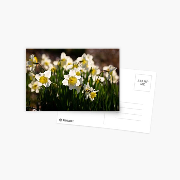 Sunlit Daffodils Postcard
