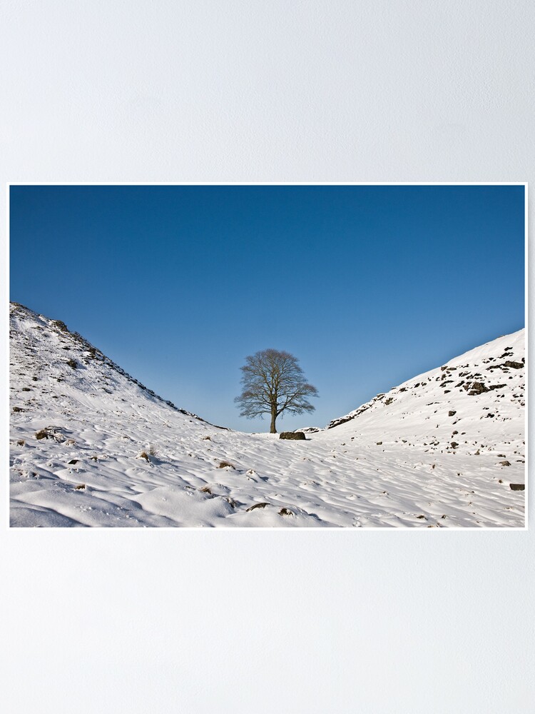 Sycamore Gap in Winter Poster