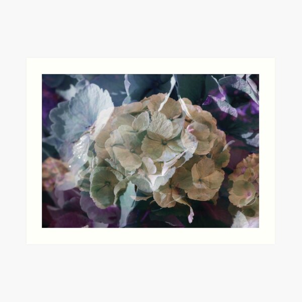 Hydrangea Fantasy Art Print