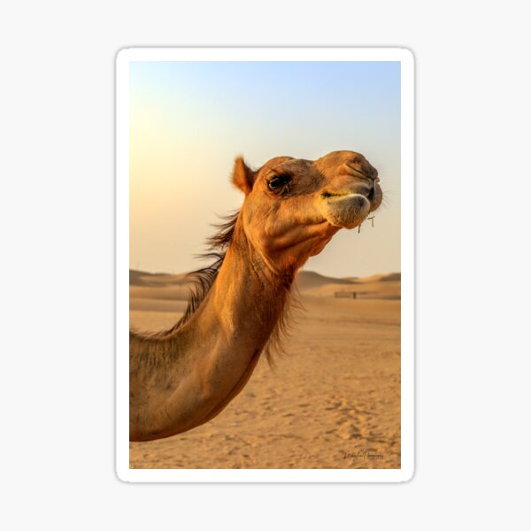 Item preview, The Camel. designed and sold by Luke Foster.