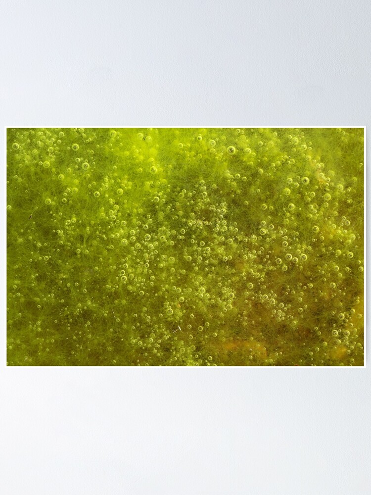 Green algae with air bubbles Poster for Sale by Zosimus