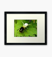 Dorsata Hummel Hunting Victims Spider Nature Framed Print