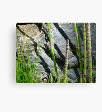 Scouring Rush Horsetail Plant Rock Nature Canvas Print