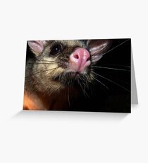 Hellooo possum! Greeting Card