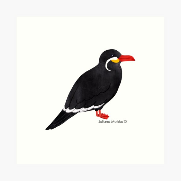 Inca Tern Art Print