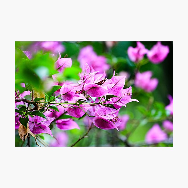 Item preview, Thailand Pink Flowering Plant designed and sold by Michael Cherne.