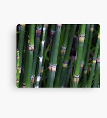 Scouring Rush Horsetail Plant Nature Green Canvas Print