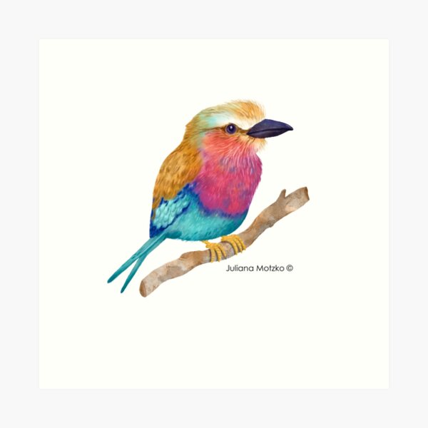 Lilac Breasted Roller Art Print