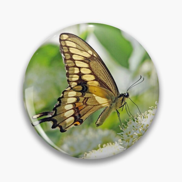 Item preview, Giant Swallowtail On White Blossoms designed and sold by Deb Oppermann.