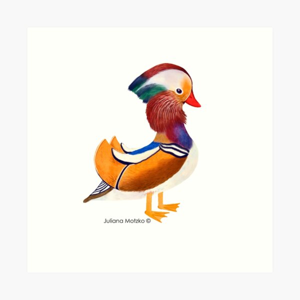 Mandarin Duck Art Print