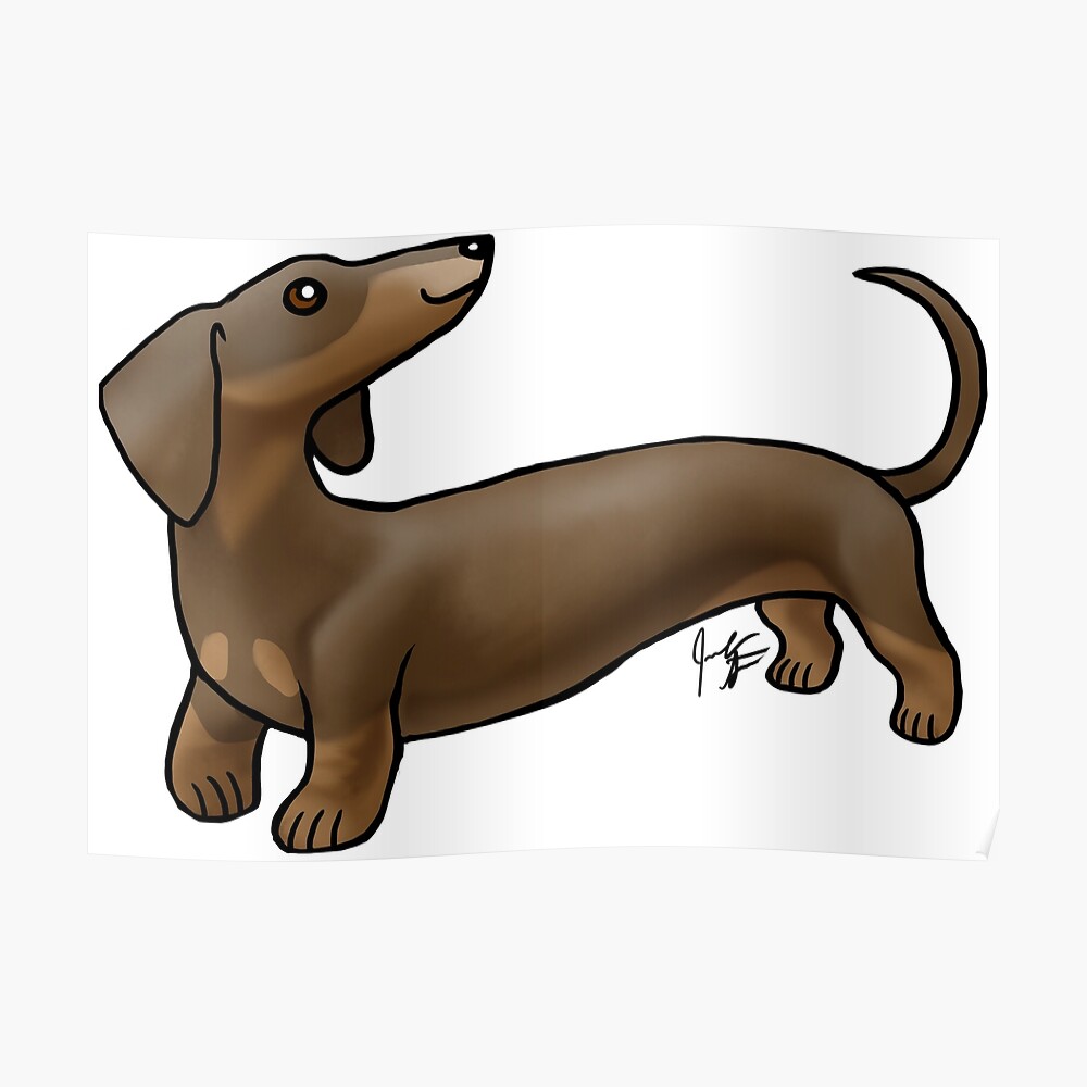 smooth coated dachshund