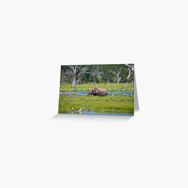 Among the Lilies Greeting Card