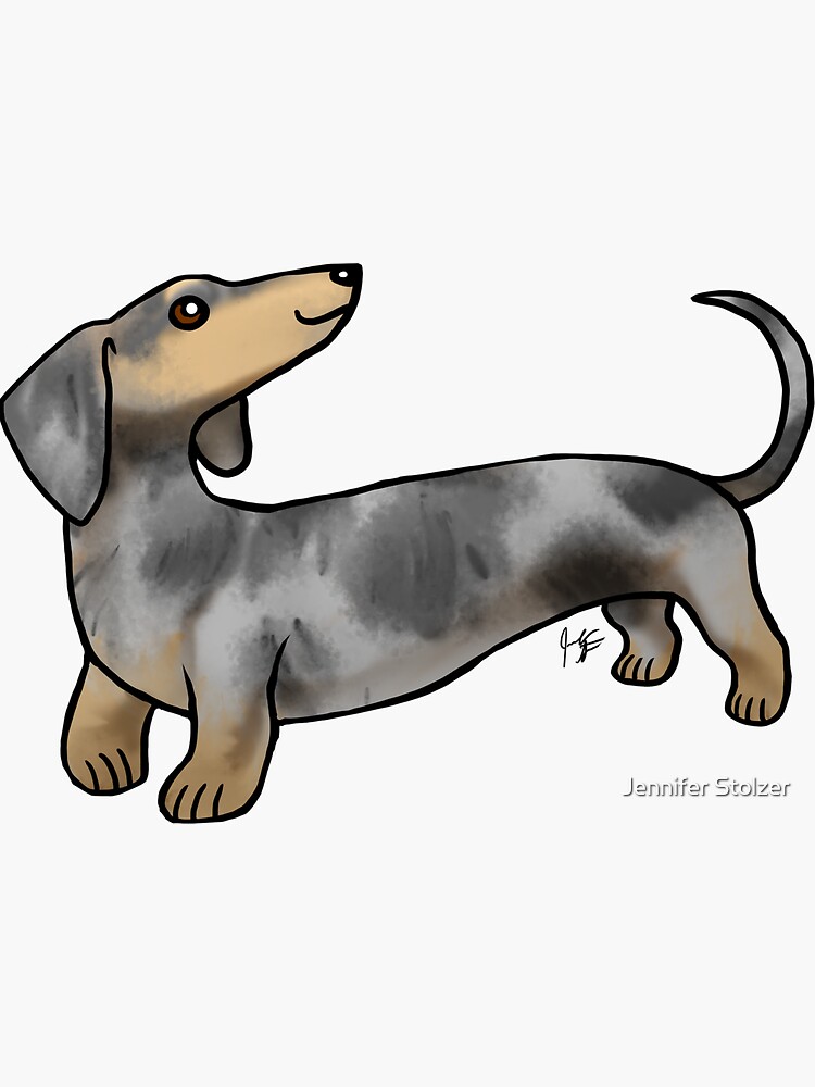 Smooth Coat Dachshund - Dappled by jameson9101322