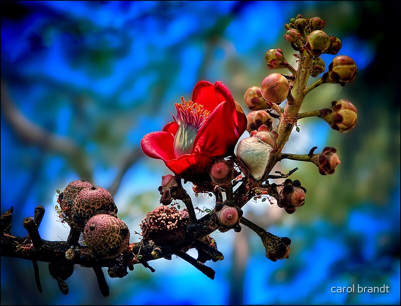 "red silk cotton tree flower" by carol brandt Redbubble