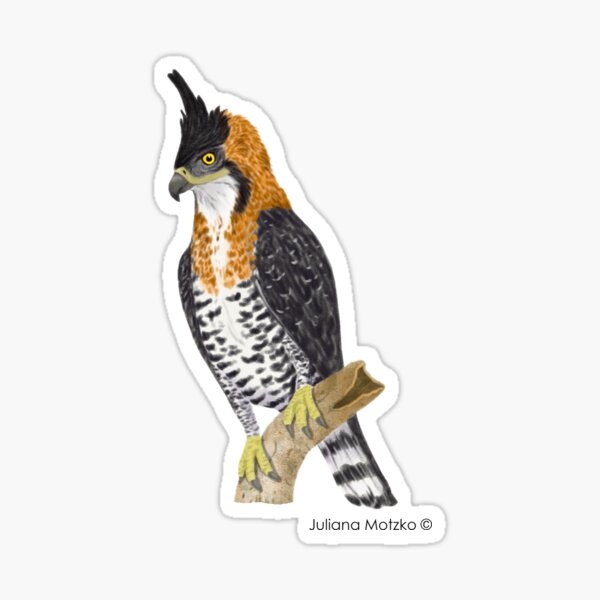 Ornate Hawk Eagle Sticker