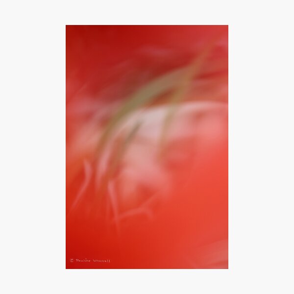 Blowing in the wind Photographic Print