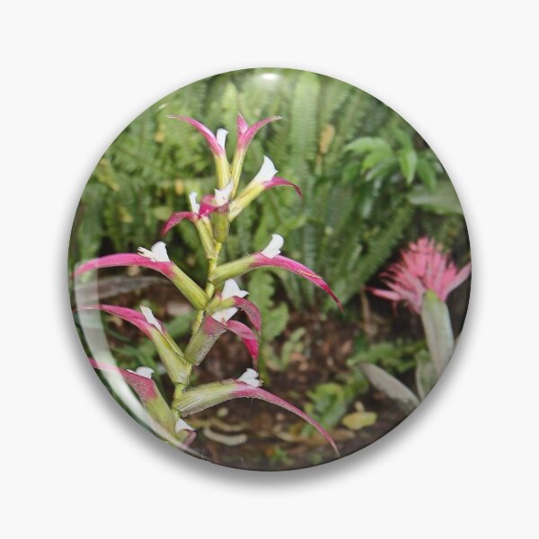 Item preview, Bromeliads designed and sold by Carole-Anne.