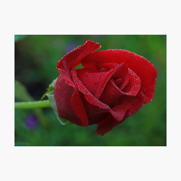 Morning Rose Photographic Print