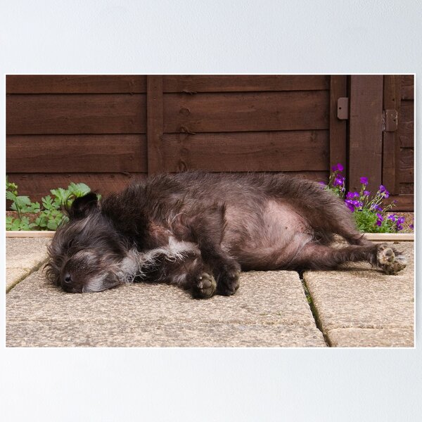 Bailey - The Patterdale (Fell Terrier) Poster