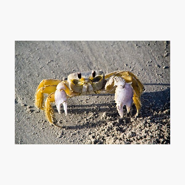 Item preview, Ghost Crab designed and sold by clizzul.
