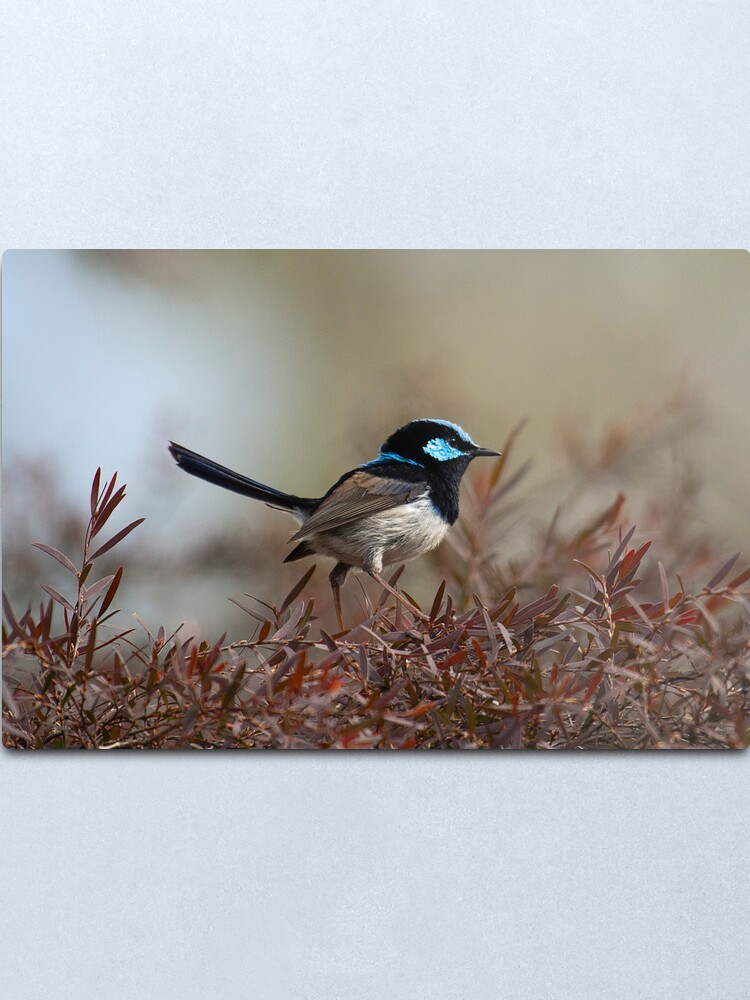 Alternate view of Male Fairy Wren Metal Print