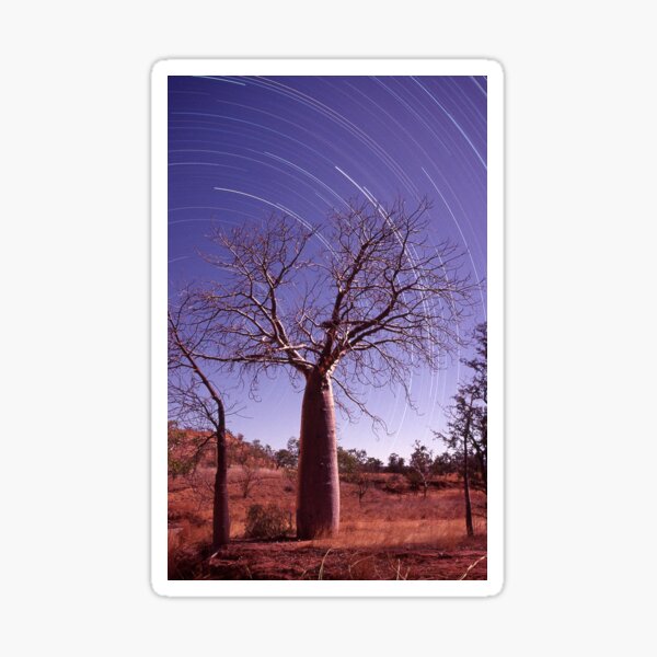Boab tree and star trails Sticker