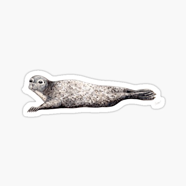 Harbour seal Sticker