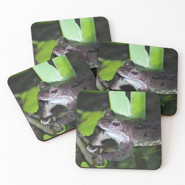 Item preview, Common Frog designed and sold by Steven Allain.