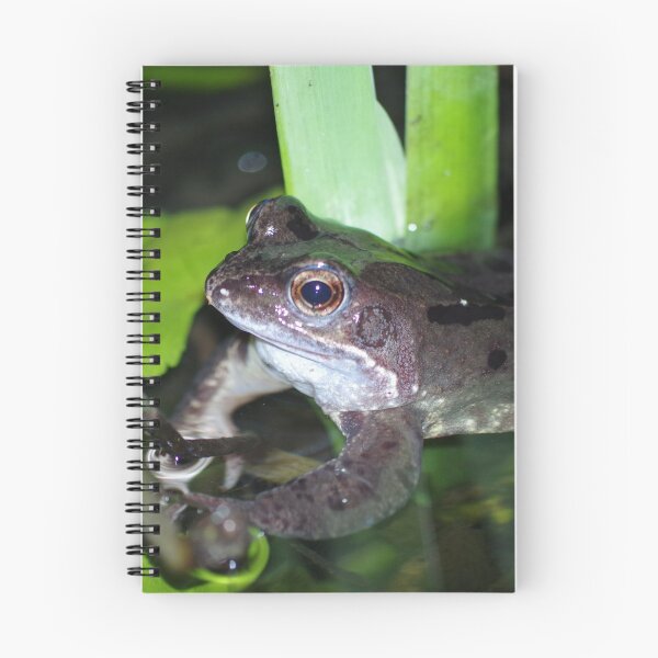 Item preview, Common Frog designed and sold by Steven Allain.