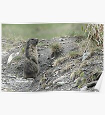 Marmot on guard Poster