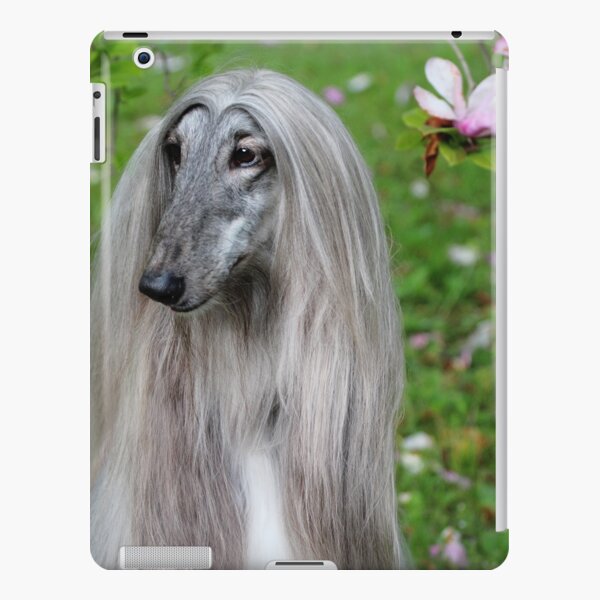 Silver Afghan Hound with Pink Magnolia iPad Snap Case