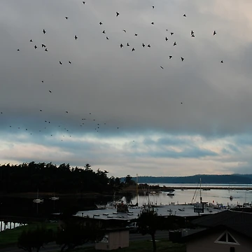 Artwork thumbnail, Birds by Deborah Singer