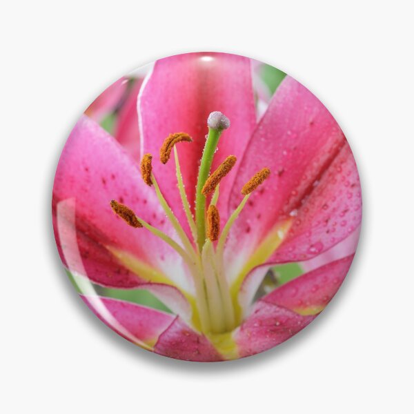 Item preview, Lilium  'Joop'  Oriental hybrid lily  designed and sold by Chris Burrows.
