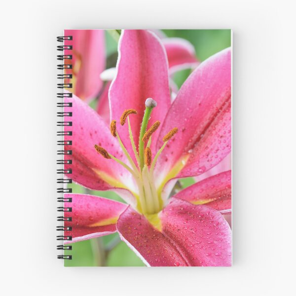 Item preview, Lilium  'Joop'  Oriental hybrid lily  designed and sold by Chris Burrows.