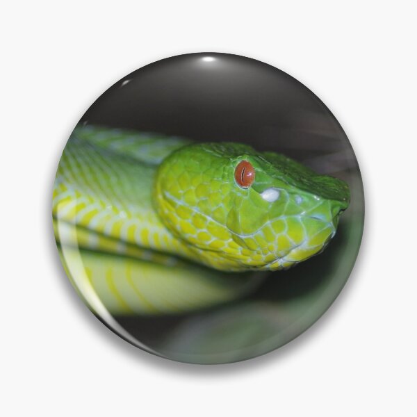 Item preview, Sabah Pit Viper designed and sold by Steven Allain.