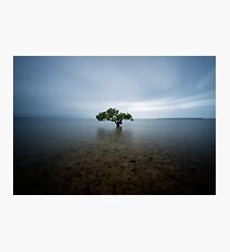 "I Stand Alone" ∞ King Island, QLD - Australia Photographic Print