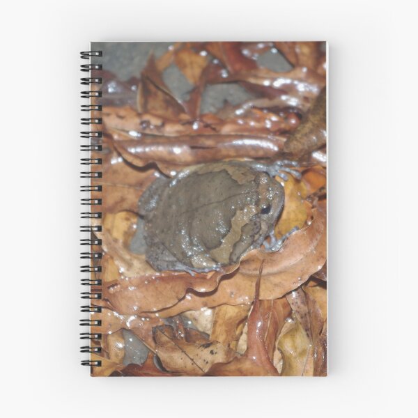Item preview, Banded Bullfrog designed and sold by Steven Allain.