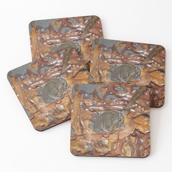 Item preview, Banded Bullfrog designed and sold by Steven Allain.