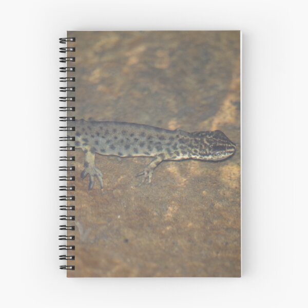 Item preview, Smooth Newt designed and sold by Steven Allain.
