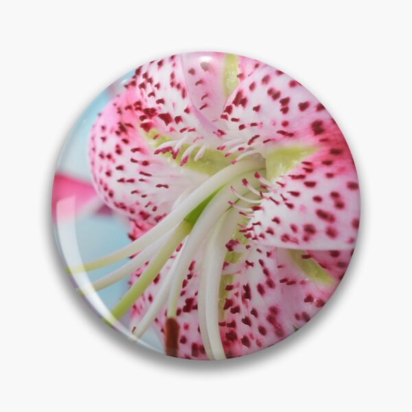 Item preview, Lilium speciosum var. rubrum  Species lily   designed and sold by Chris Burrows.