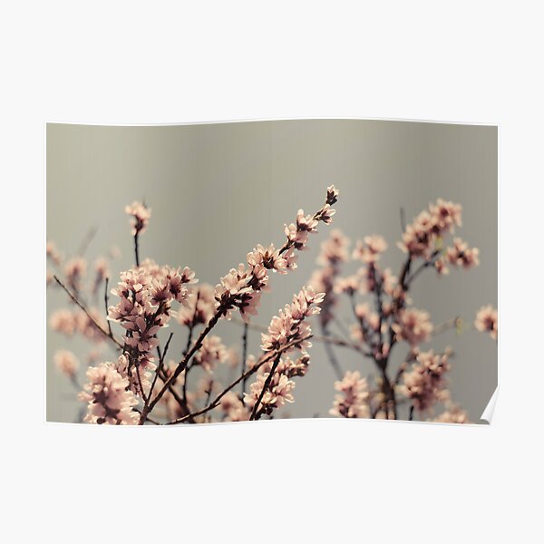 Blossoms... Poster
