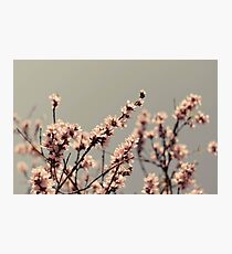 Blossoms... Photographic Print