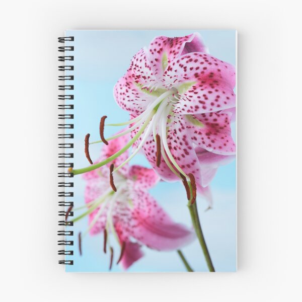 Item preview, Lilium speciosum var. rubrum  Species lily   designed and sold by Chris Burrows.
