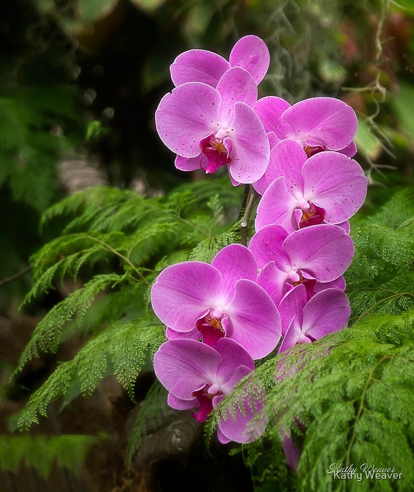 "Pink Orchids Los Angeles Arboretum and Botanic Garden" by Kathy