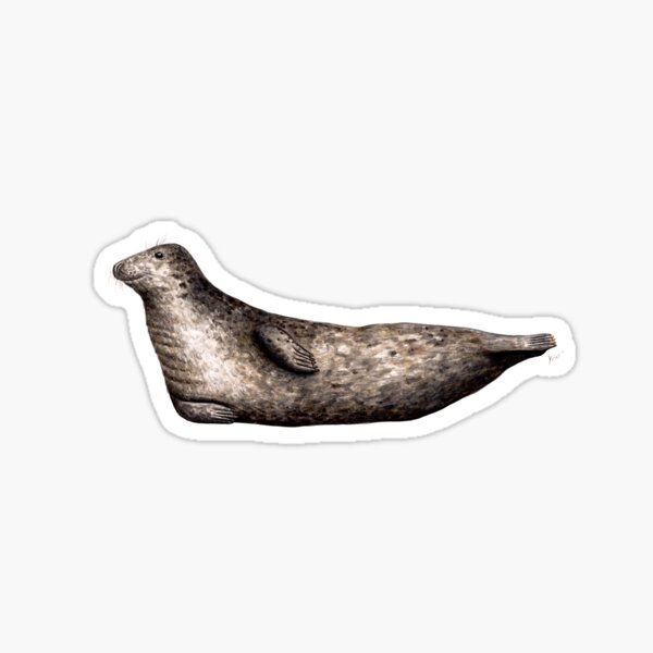 Item preview, Grey seal  designed and sold by chloeyzoard.