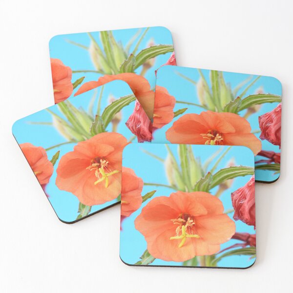 Item preview, Oenothera versicolor  'Sunset Boulevard'  Evening primrose designed and sold by Chris Burrows.